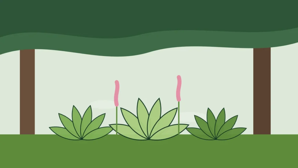 Illustration of hostas and pink flowers growing beneath shady trees