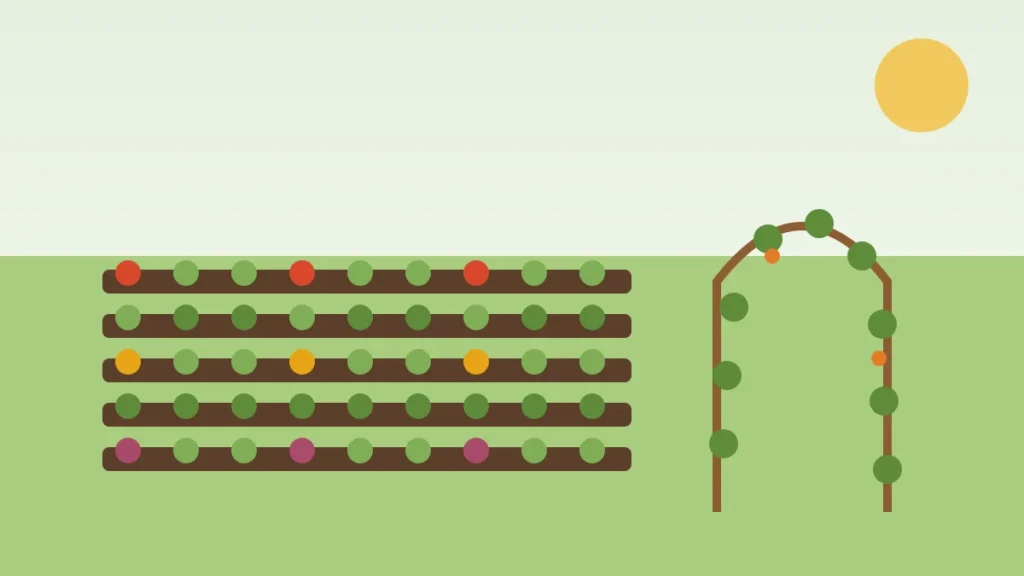 Illustration of vegetable garden rows beside an arched trellis covered in climbing plants