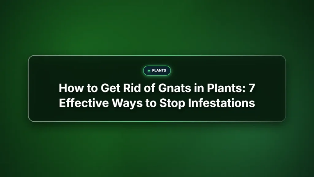 How to get rid of gnats in plants