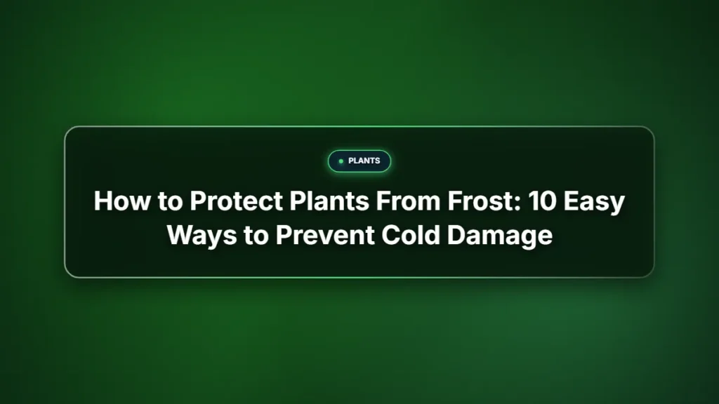 How to protect plants from frost