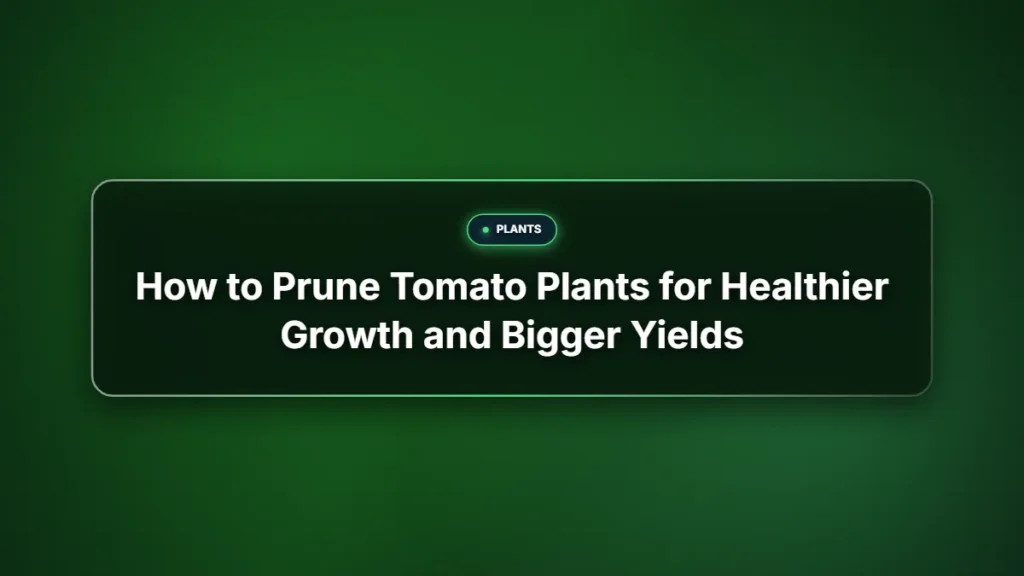 How to prune tomato plants