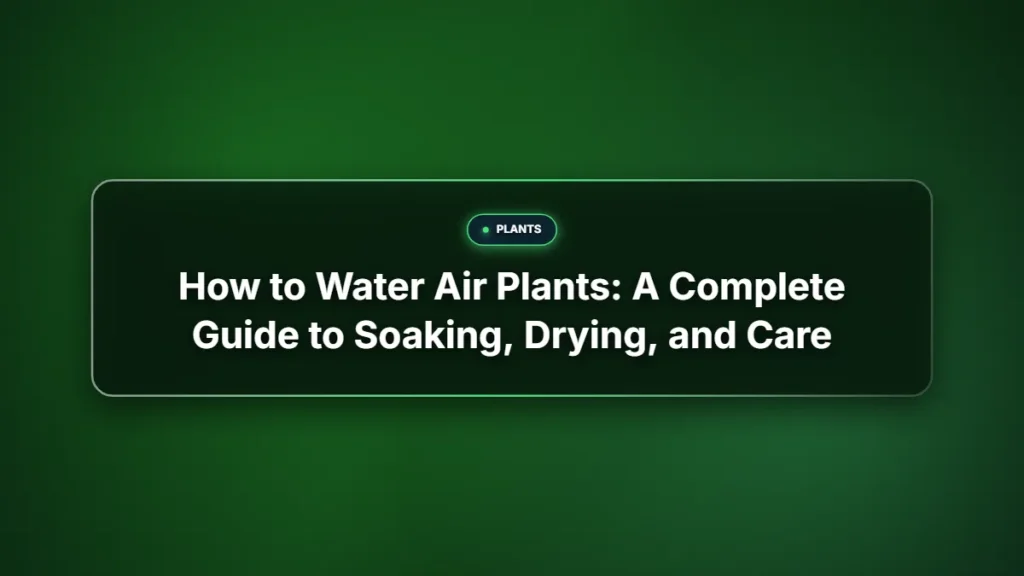 How to water air plants